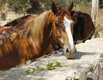 Masseria Santa Catrini